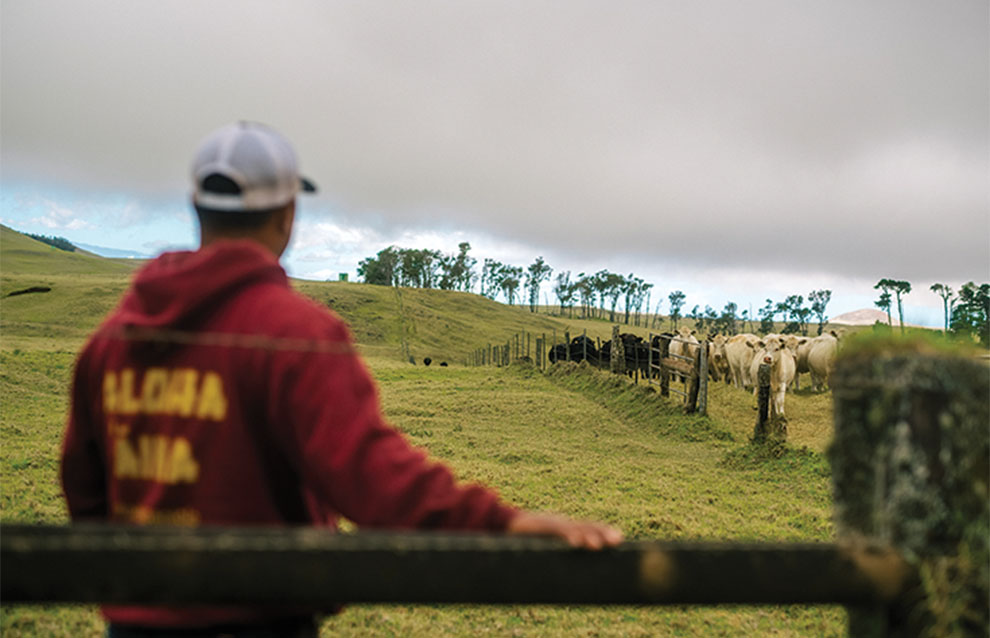 man in red hoodie and cap stands looking at cows in pasture. 