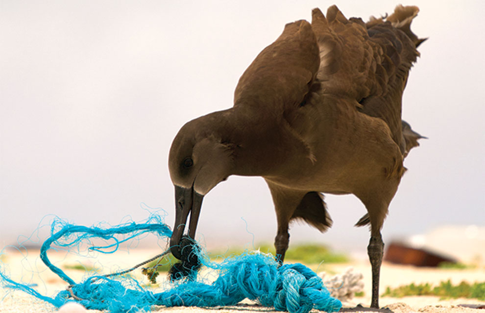 close-up of brown bird grabs a piece of blue rope with beak on the beach. 