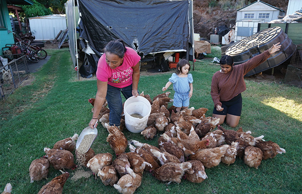 woman and kids in backyard feed dozens of chickens. 