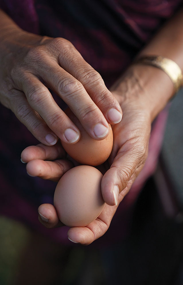 close-up of hands holding two brown eggs. 