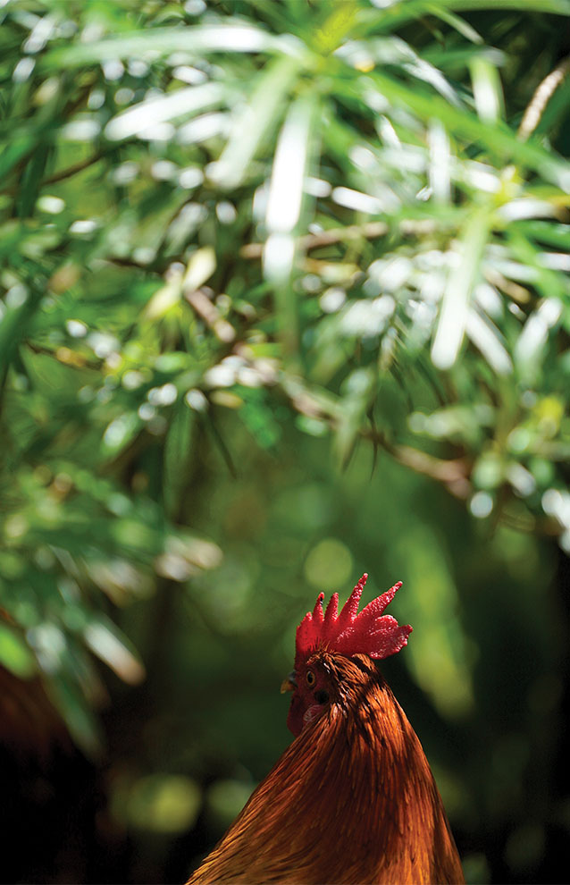 portrait of chestnut colored rooster against vivid green leaves and branches