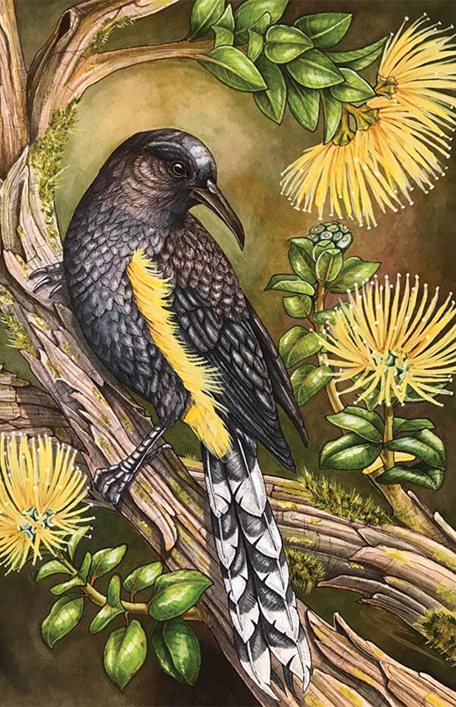 artwork of black bird with a stripe of yellow feathers and a black and white tail. 