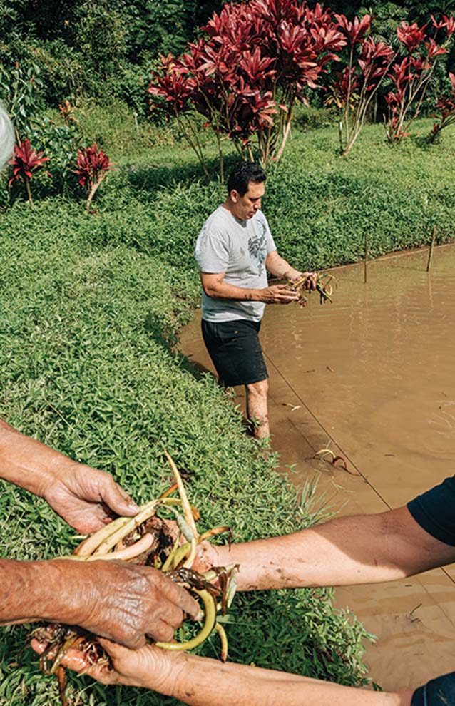 hands passing taro root to another person while a person in the background wades in the mud. 