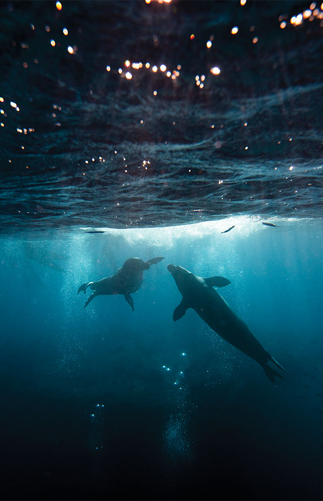 Underwater shot of two sea mammals