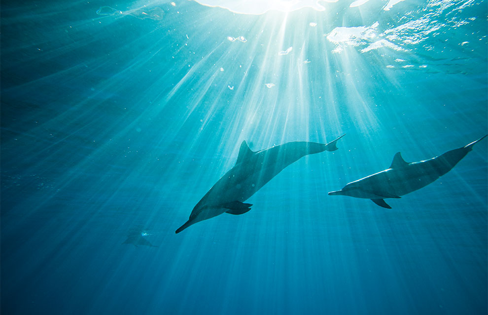 Underwater shot of two dolphins