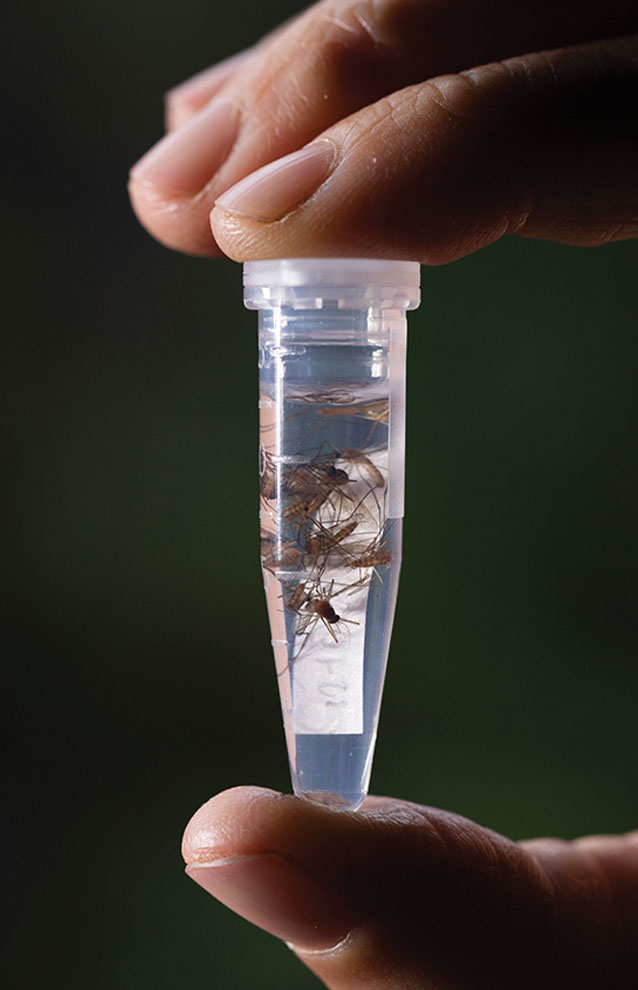 a close-up of a test tube with insects