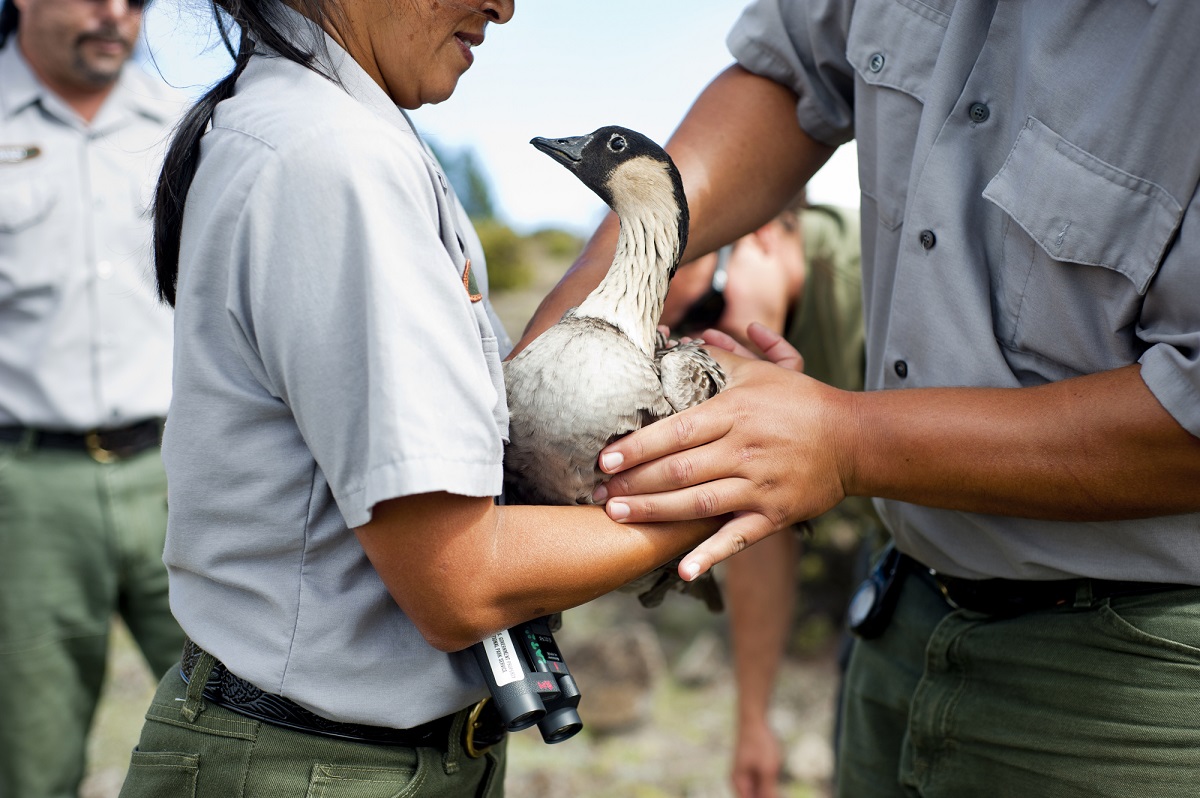 Tagging a young nene goose