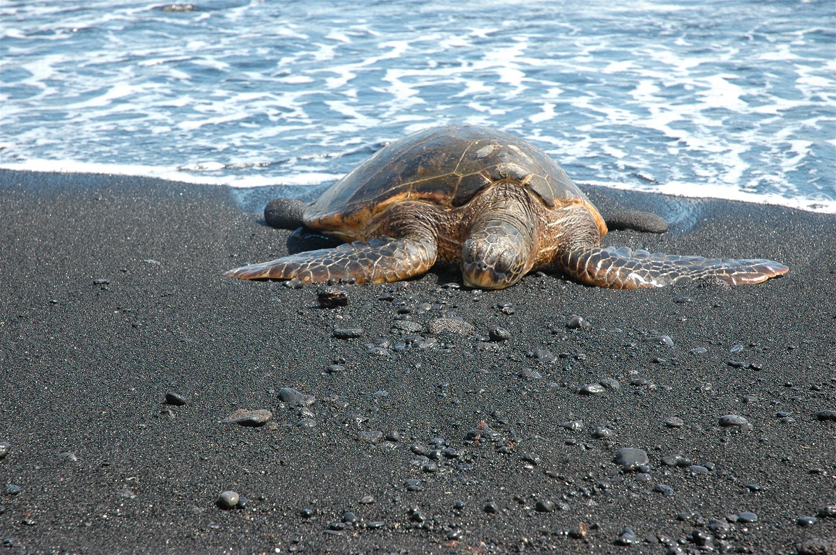 Sea turtle on black sand