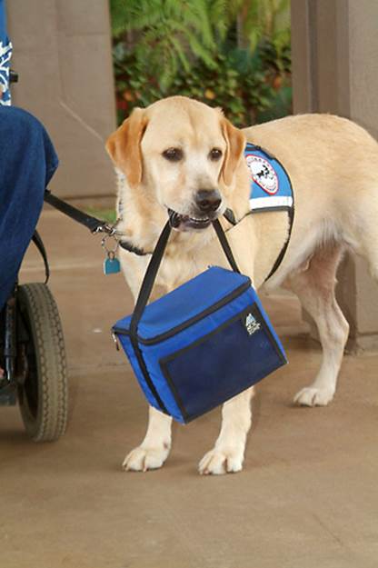 Service Dog